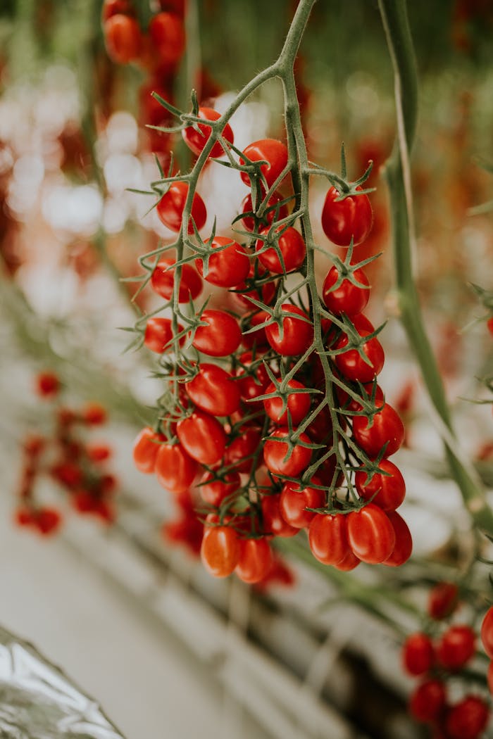 Pexels Photo 34641039