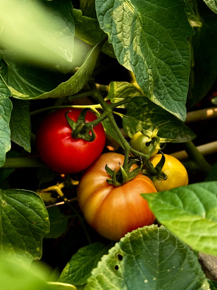 Pexels Photo 36775938